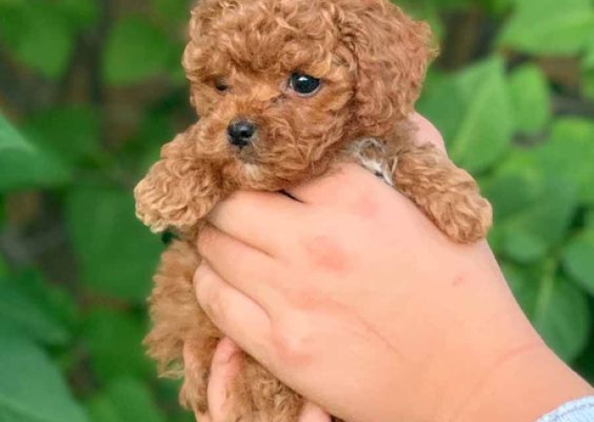 TOY POODLE YAVRULAR